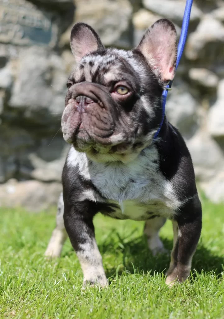 Big Rope French Bulldog