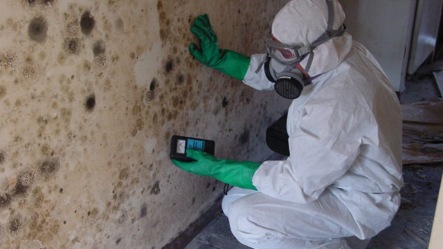 Mold Inspection